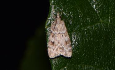 Réf. 201 486 : Scoparia sp.